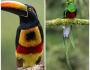 Birding in Costa Rica January 2023.